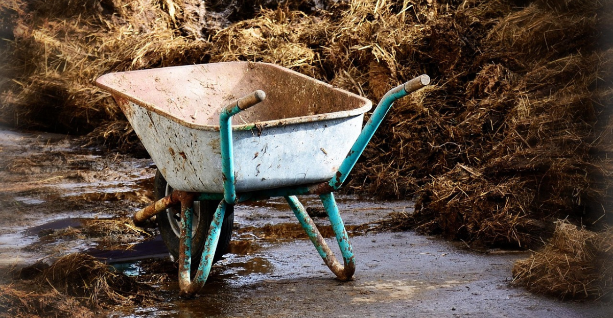 Manure in wheelbarrow